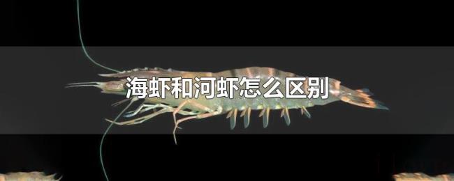 海虾和河虾怎么区别 海虾和河虾怎么区别