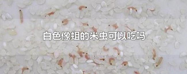 白色像蛆的米虫可以吃吗