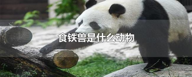 食铁兽是什么动物 食铁兽是什么动物