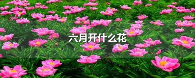 六月开什么花 六月开什么花