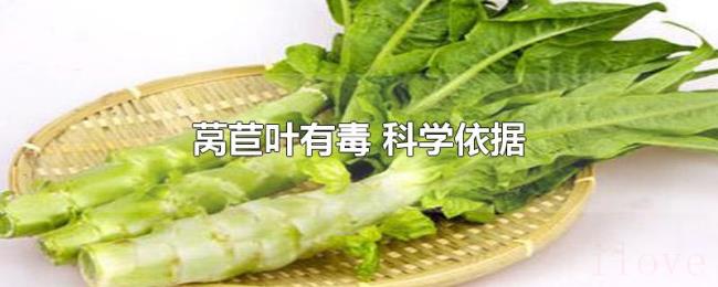 莴苣叶有毒（科学依据）