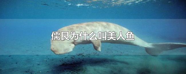儒艮为什么叫美人鱼 儒艮为什么叫美人鱼