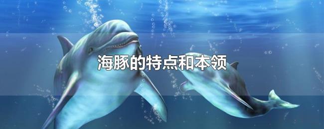 海豚的特点和本领 海豚的特点和本领