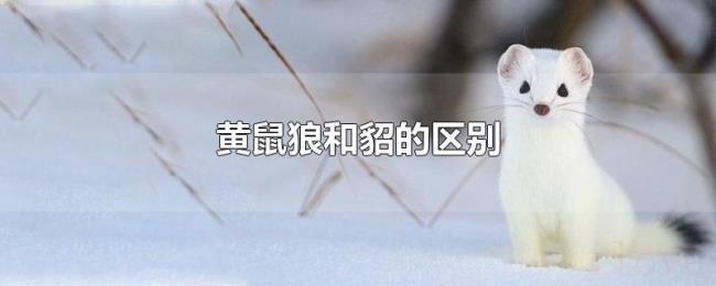 黄鼠狼和貂的区别 黄鼠狼和貂的区别
