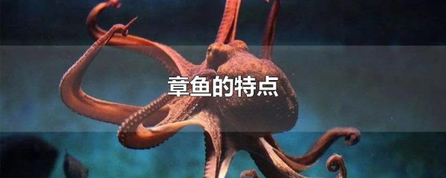 章鱼的特点 章鱼的特点