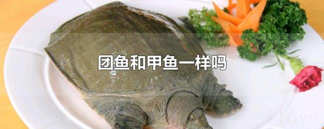 团鱼和甲鱼一样吗 团鱼和甲鱼一样吗