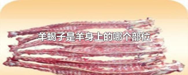 羊蝎子是羊身上的哪个部位