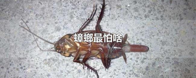 蟑螂最怕啥