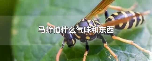 马蜂怕什么气味和东西 马蜂怕什么气味和东西