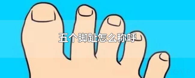 五个脚趾怎么称呼 五个脚趾怎么称呼