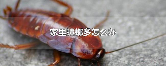 家里蟑螂多怎么办 家里蟑螂多怎么办