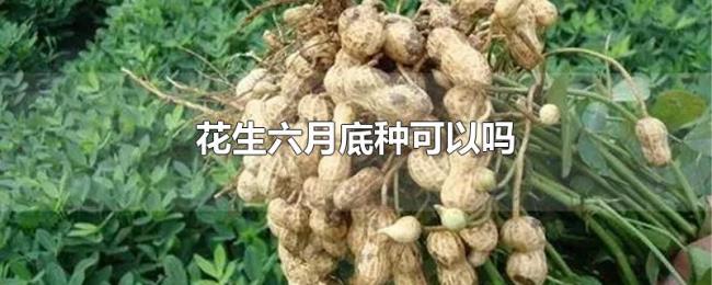 花生六月底种可以吗 花生六月底种可以吗