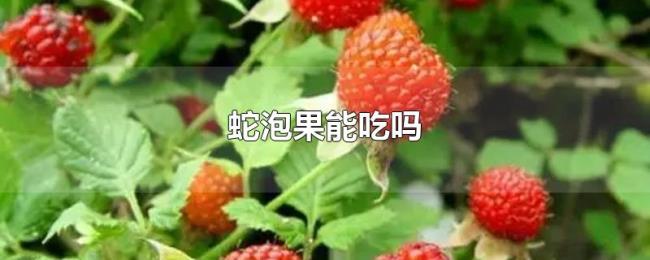 蛇泡果能吃吗 蛇泡果能吃吗
