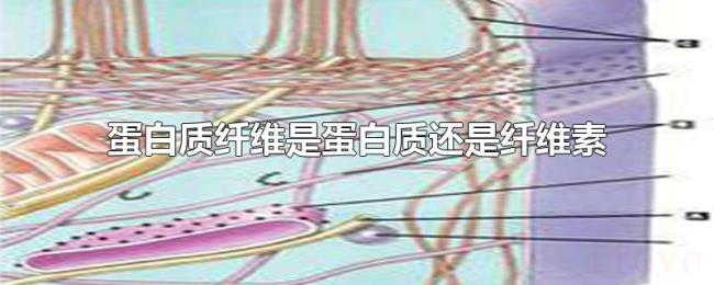 蛋白质纤维是蛋白质还是纤维素