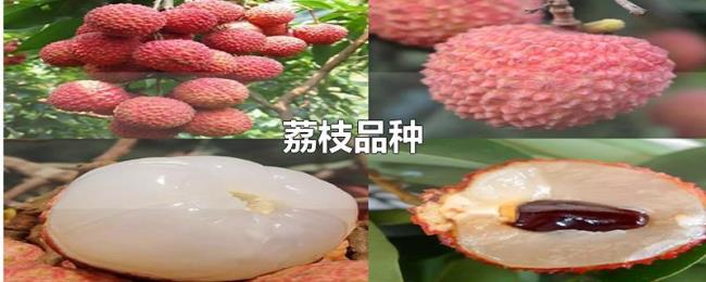 荔枝品种 荔枝品种