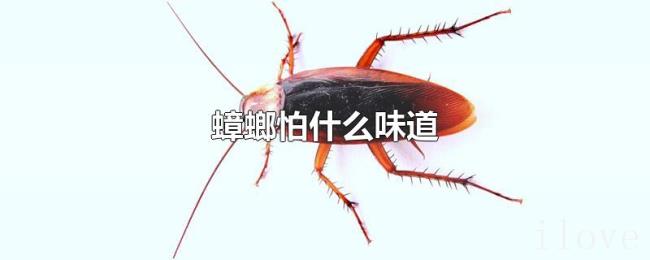 蟑螂怕什么味道 蟑螂怕什么味道