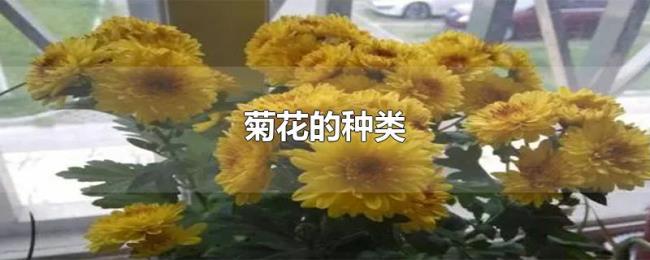 菊花的种类