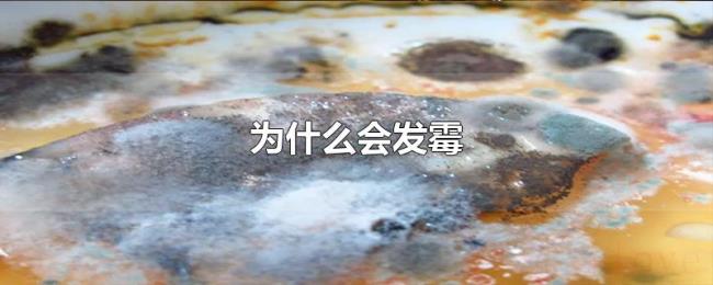 为什么会发霉 为什么会发霉