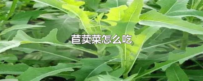 苣荬菜怎么吃 苣荬菜怎么吃