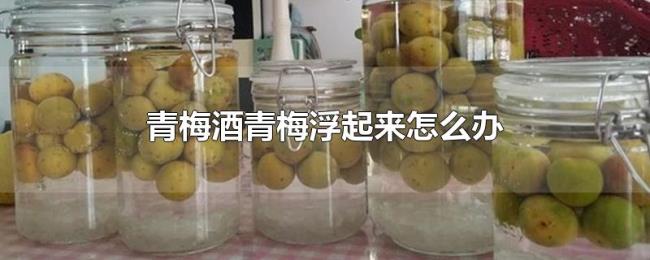 青梅酒青梅浮起来怎么办 青梅酒青梅浮起来怎么办