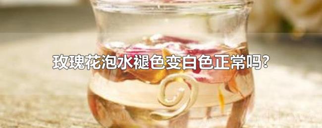 玫瑰花泡水褪色变白色正常吗?