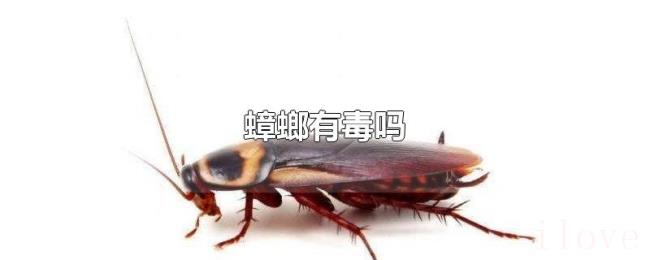 蟑螂有毒吗 蟑螂有毒吗