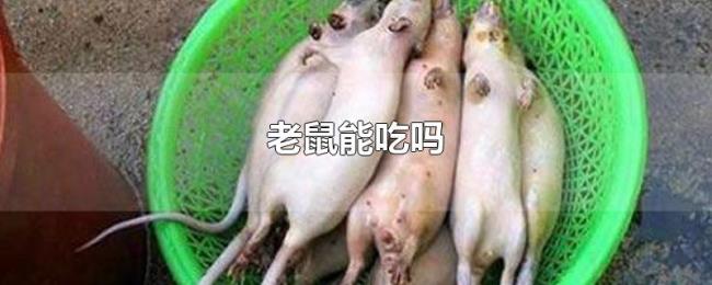 老鼠能吃吗 老鼠能吃吗