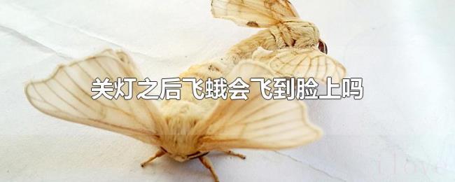 关灯之后飞蛾会飞到脸上吗 关灯之后飞蛾会飞到脸上吗