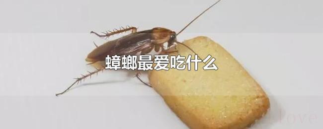 蟑螂最爱吃什么 蟑螂最爱吃什么