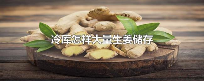 冷库怎样大量生姜储存