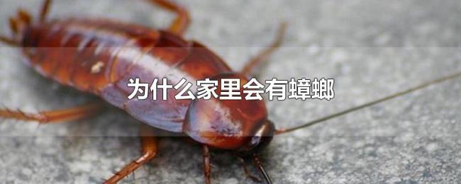 为什么家里会有蟑螂 为什么家里会有蟑螂