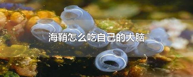 海鞘怎么吃自己的大脑 海鞘怎么吃自己的大脑
