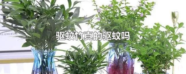 驱蚊竹真的驱蚊吗 驱蚊竹真的驱蚊吗