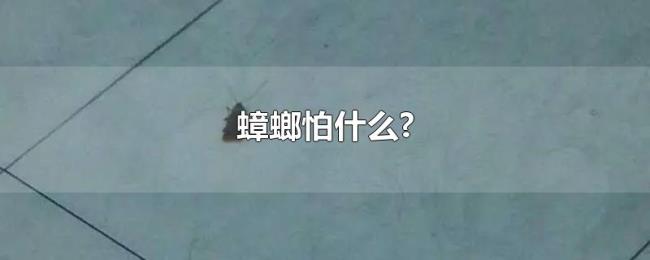蟑螂怕什么? 蟑螂怕什么?