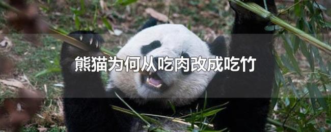熊猫为何从吃肉改成吃竹