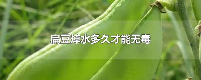 扁豆焯水多久才能无毒 扁豆焯水多久才能无毒