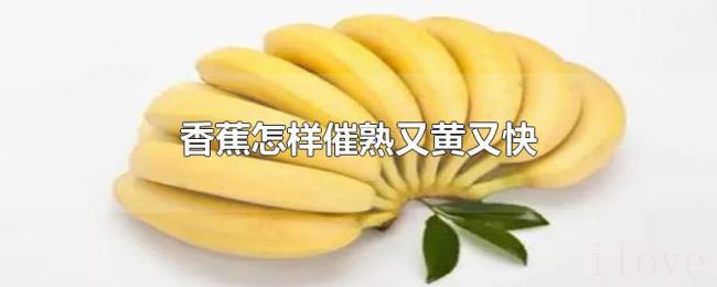 香蕉怎样催熟又黄又快 香蕉怎样催熟又黄又快