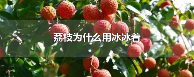 荔枝为什么用冰冰着 荔枝为什么用冰冰着