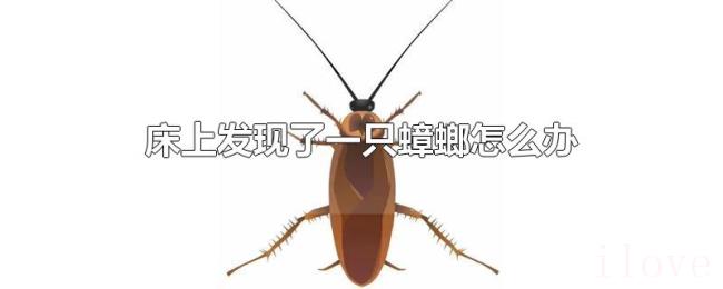床上发现了一只蟑螂怎么办