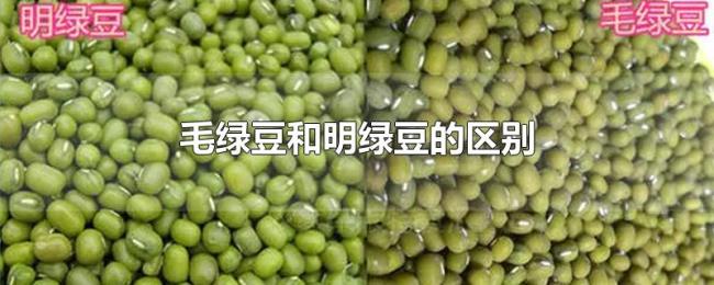 毛绿豆和明绿豆的区别 毛绿豆和明绿豆的区别