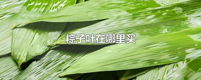 粽子叶在哪里买 粽子叶在哪里买