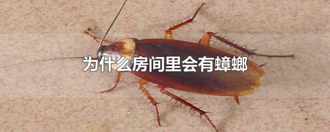 为什么房间里会有蟑螂