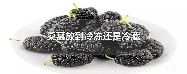 桑葚放到冷冻还是冷藏 桑葚放到冷冻还是冷藏