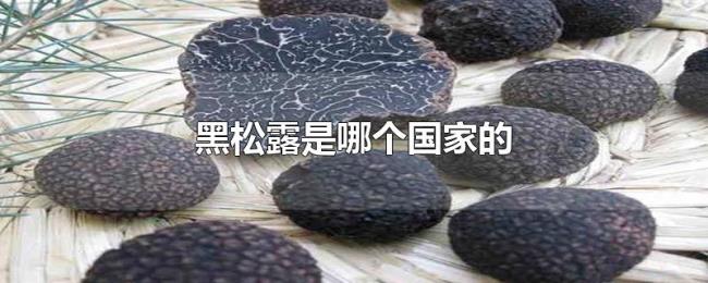 黑松露是哪个国家的