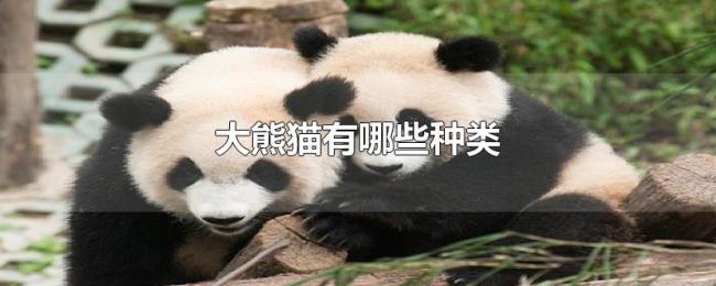 大熊猫有哪些种类