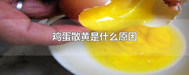 鸡蛋散黄是什么原因 鸡蛋散黄是什么原因
