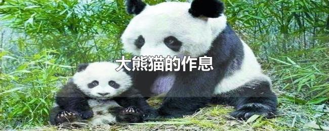 大熊猫的作息 大熊猫的作息