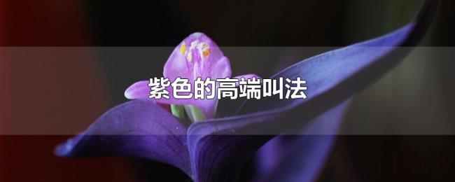 紫色的高端叫法 紫色的高端叫法
