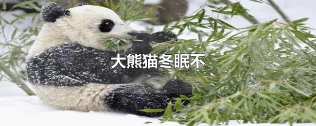 大熊猫冬眠不 大熊猫冬眠不