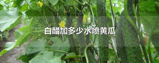 白醋加多少水喷黄瓜